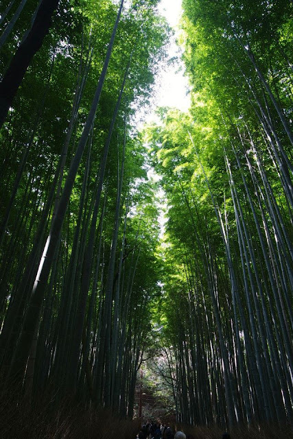 Arashiyama Bamboo Path, Kyoto