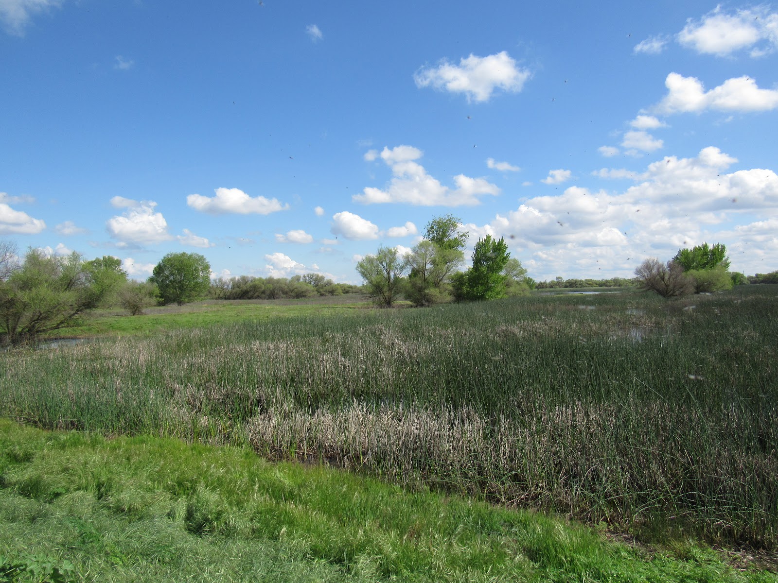 Exploring Remnants of the Great Central Valley's Grasslands & Wetlands
