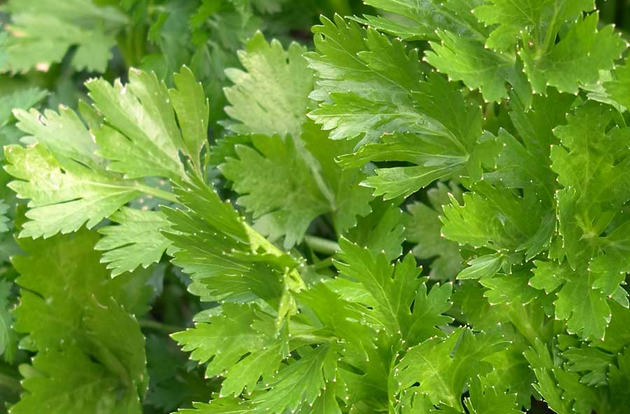 edible culture Celery Salad with Brazil Nuts