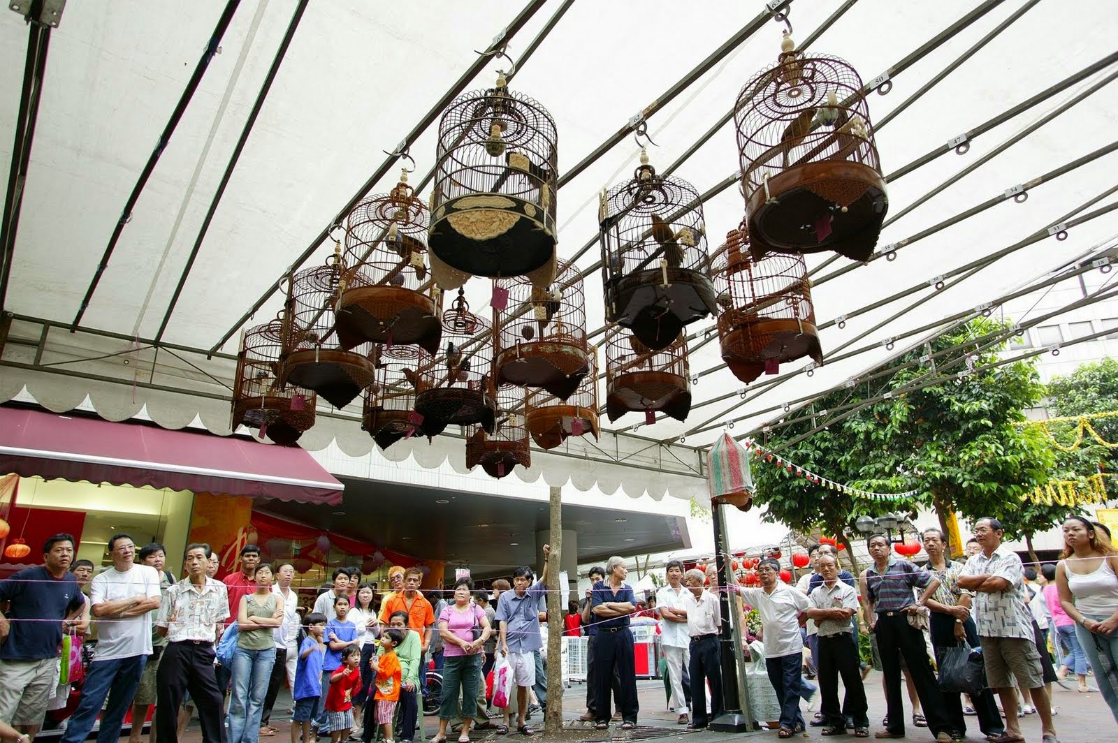 Under The Angsana Tree BirdSinging Corner Uniquely Singapore
