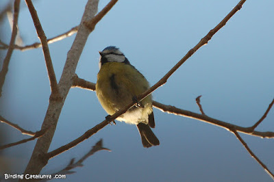 Mallerenga blava (Cyanistes caeruleus)