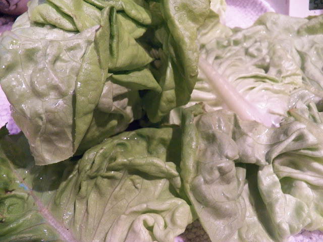 Butter Lettuce