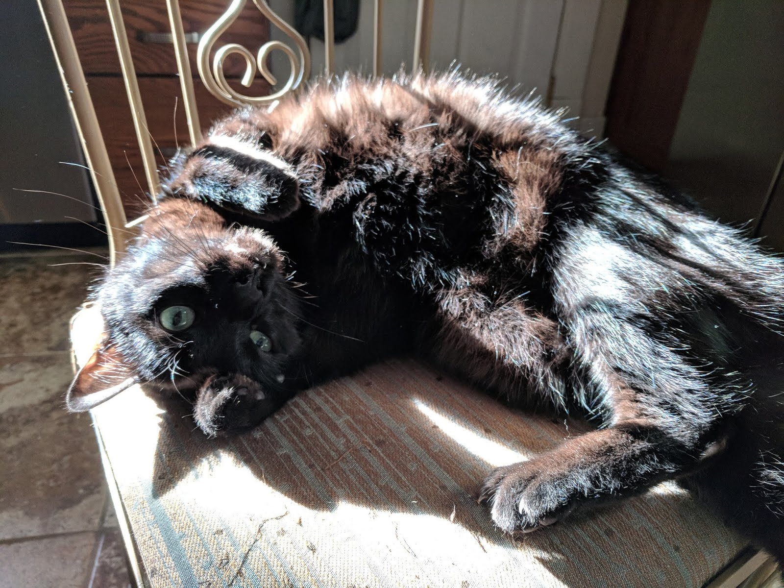 black cat sunbathe sun kitten chair fur