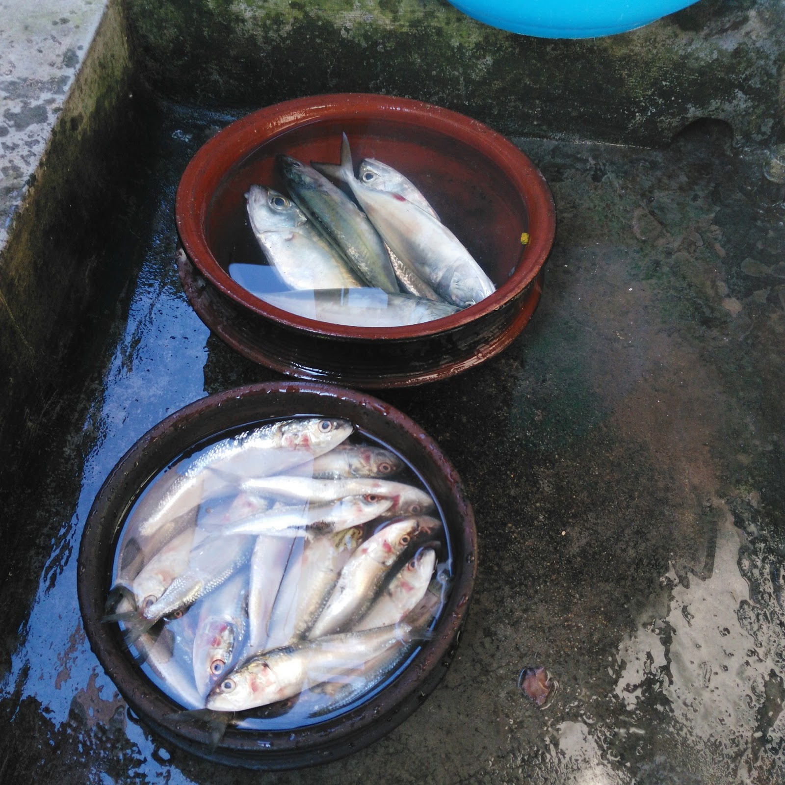 Sardine Curry Day in Bangalore