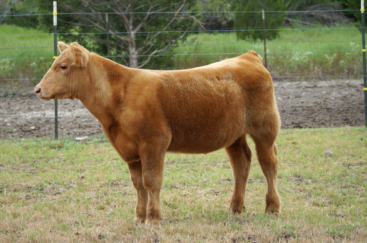 Skinner Cattle Co Calves For Sale!