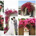 Exotic Plants for the Garden - Bougainvillea