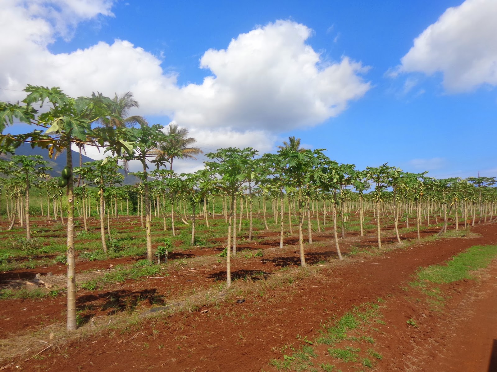 HyMark High Spots Hawaiian Farms