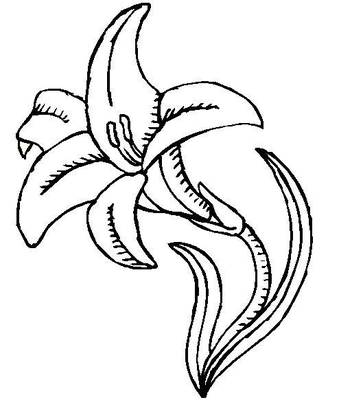 See More Of Their Coloring Here Are Free Lily Pages For You