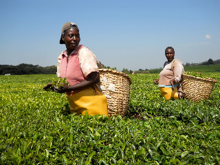 Kenya IUPUI 2011: Nandi Tea Estate & Kapsimotwo Gardens: Nandi Hills, Kenya
