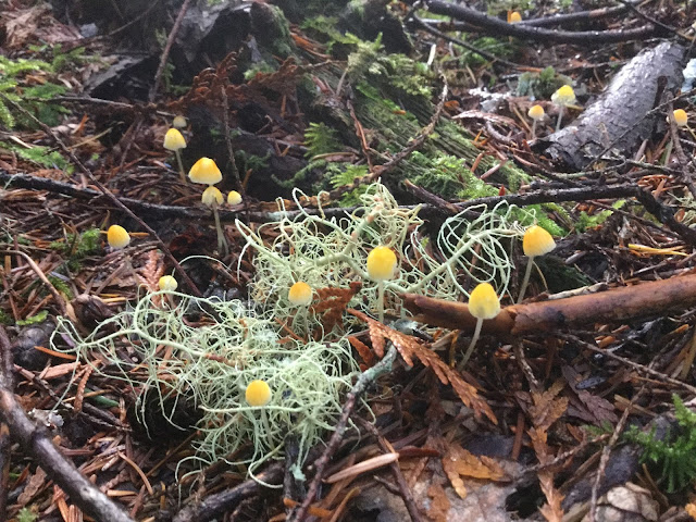 Tiny Mushrooms, Mount Elphinstone Fall Hike