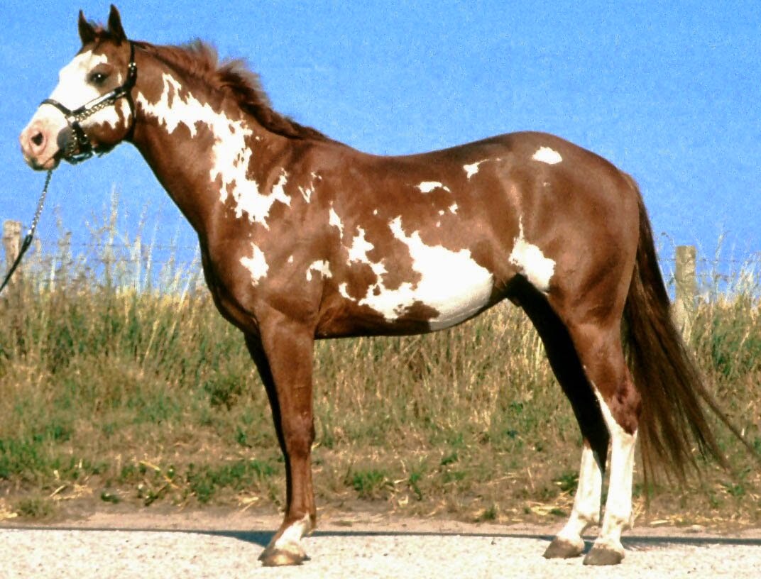 Hope and Horses What is the Difference Between Paint and Pinto?