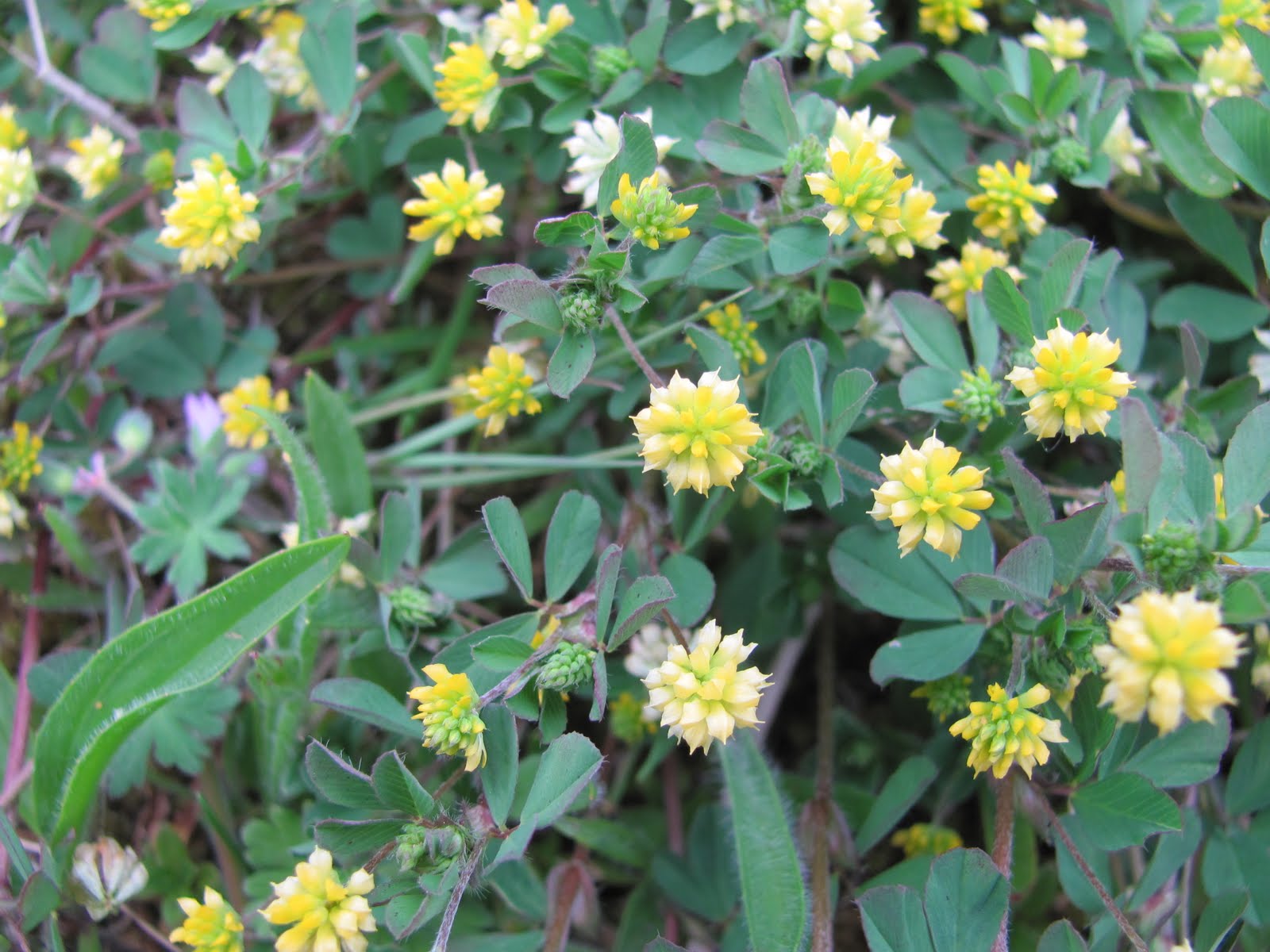 British Wildlife Blog spring flowers