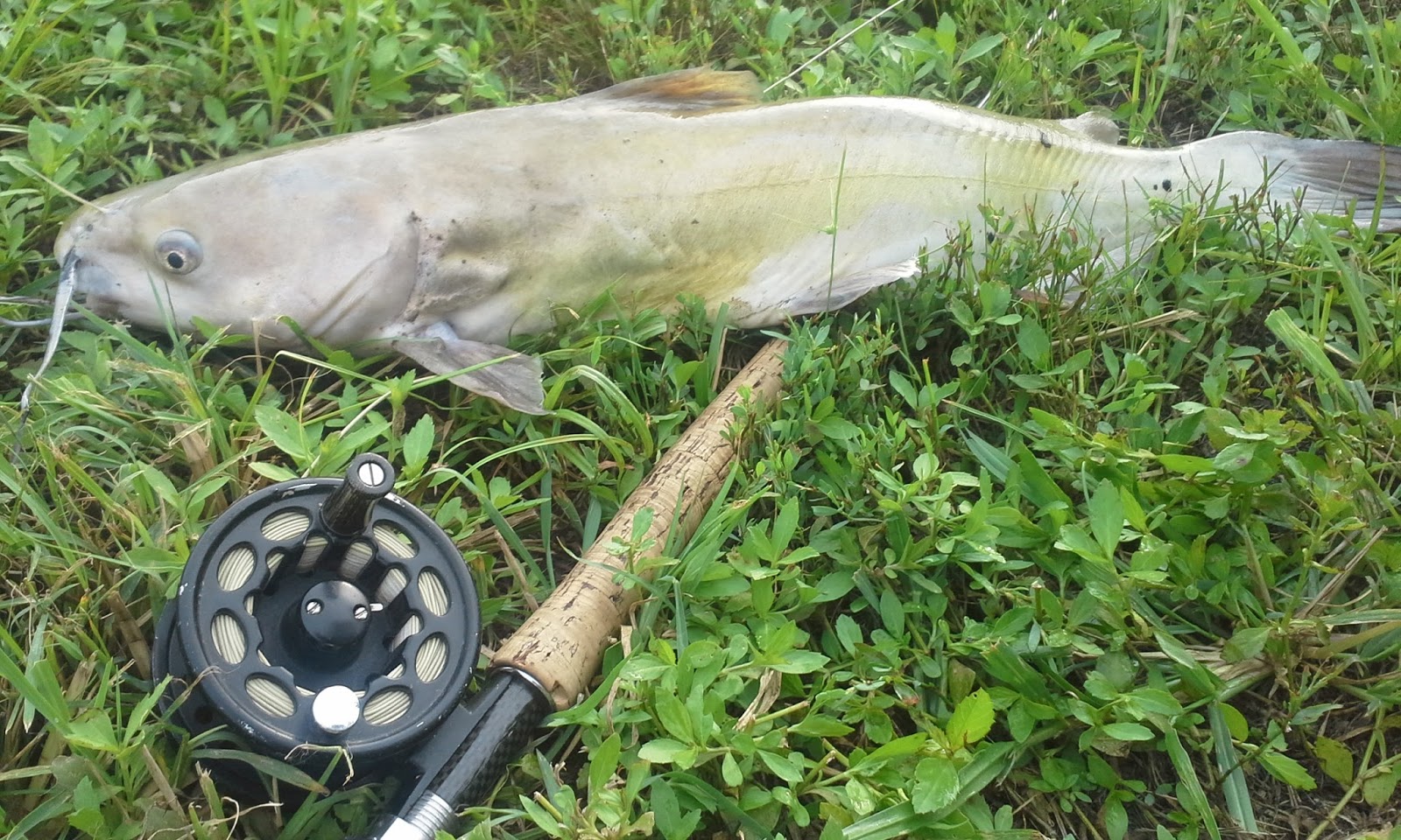 The Show Me Fly Guy Fly Fishing For Catfish