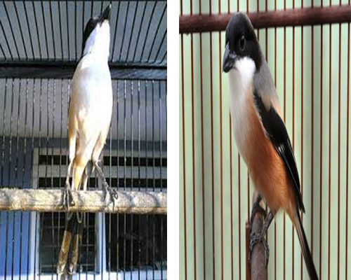 Burung Cendet Pemilihan Indukan Burung Cendet Jantan Dan Burung