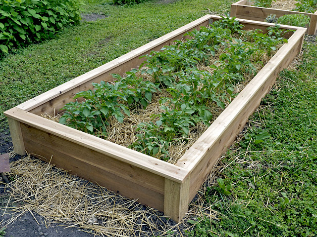 Architectural Western Red Cedar Raised Beds for Minnesota Gardens