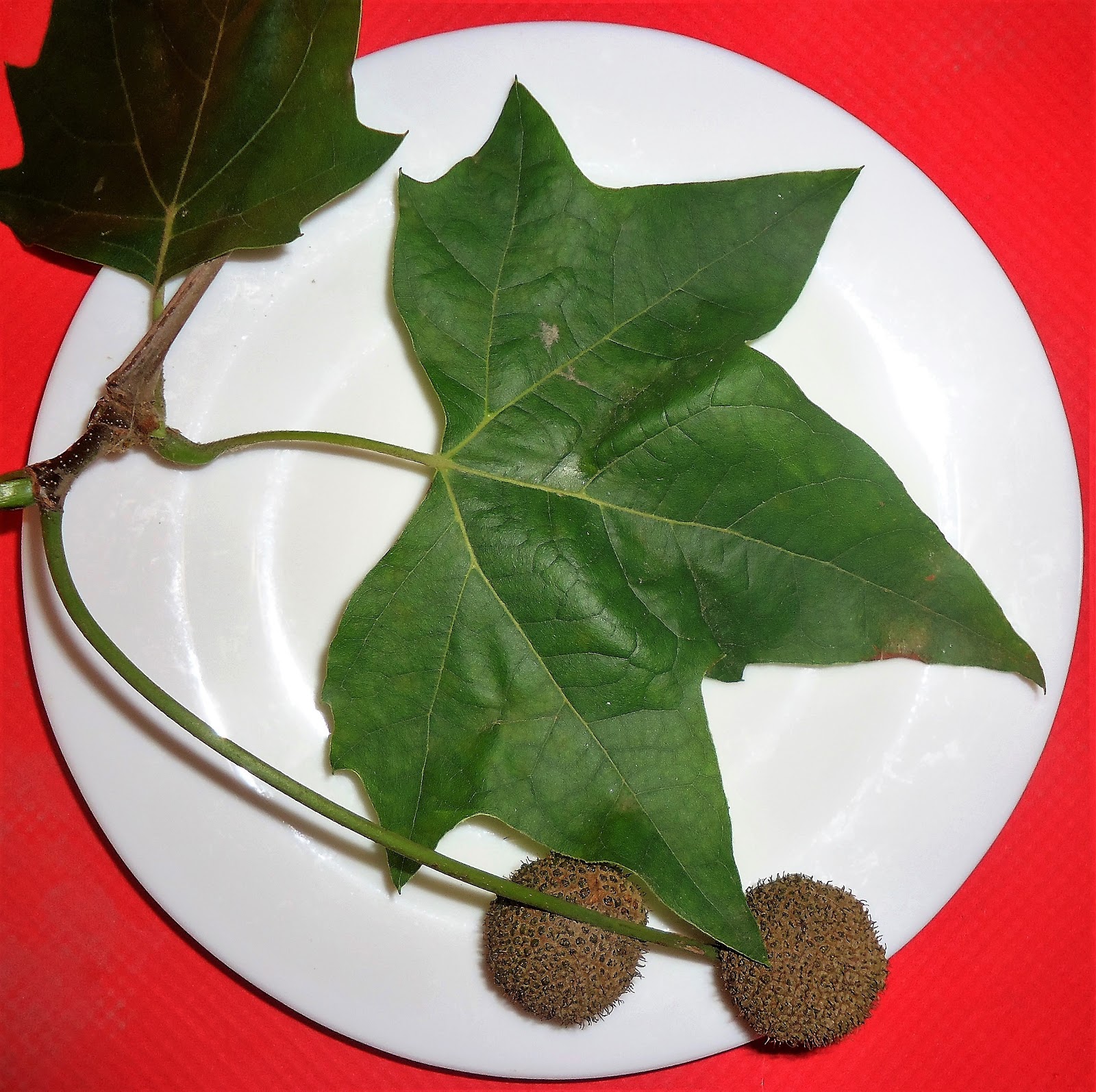 v e r d e c h a c o Platano de sombra