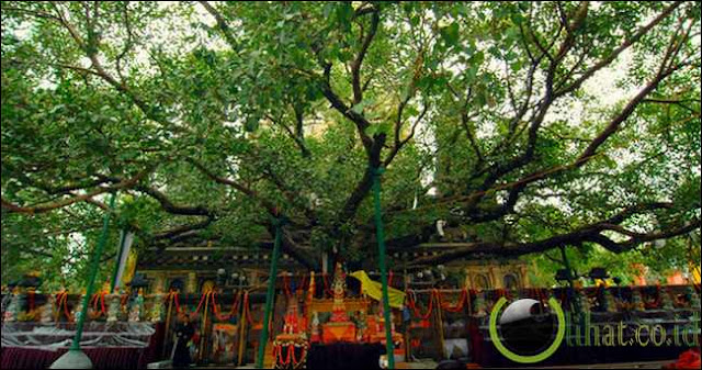 The Bodhi Tree