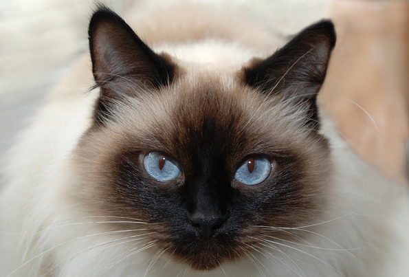 Forum - cat top model!!