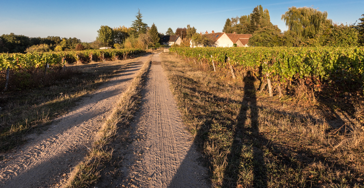 Wcs A Shadow And His Dog