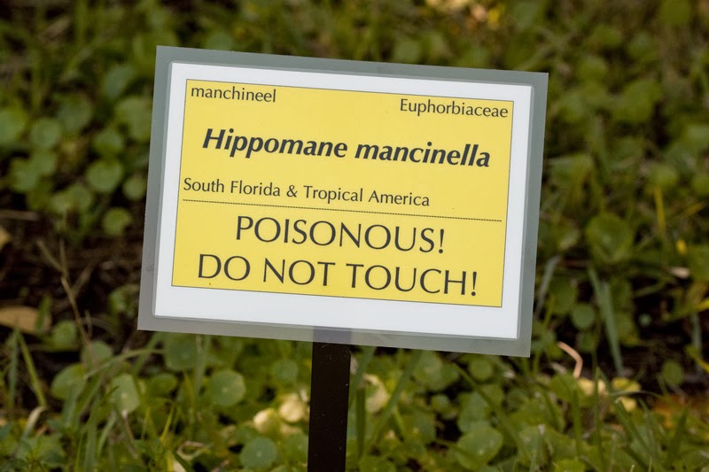 The Manchineel World's Most Poisonous & Dangerous Tree Most
