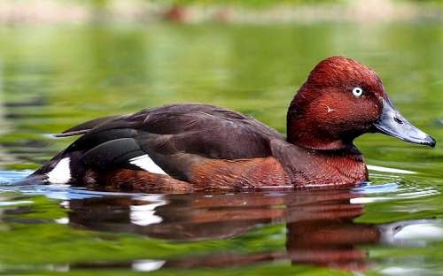 Indian birds - Ferruginous duck - Aythya nyroca