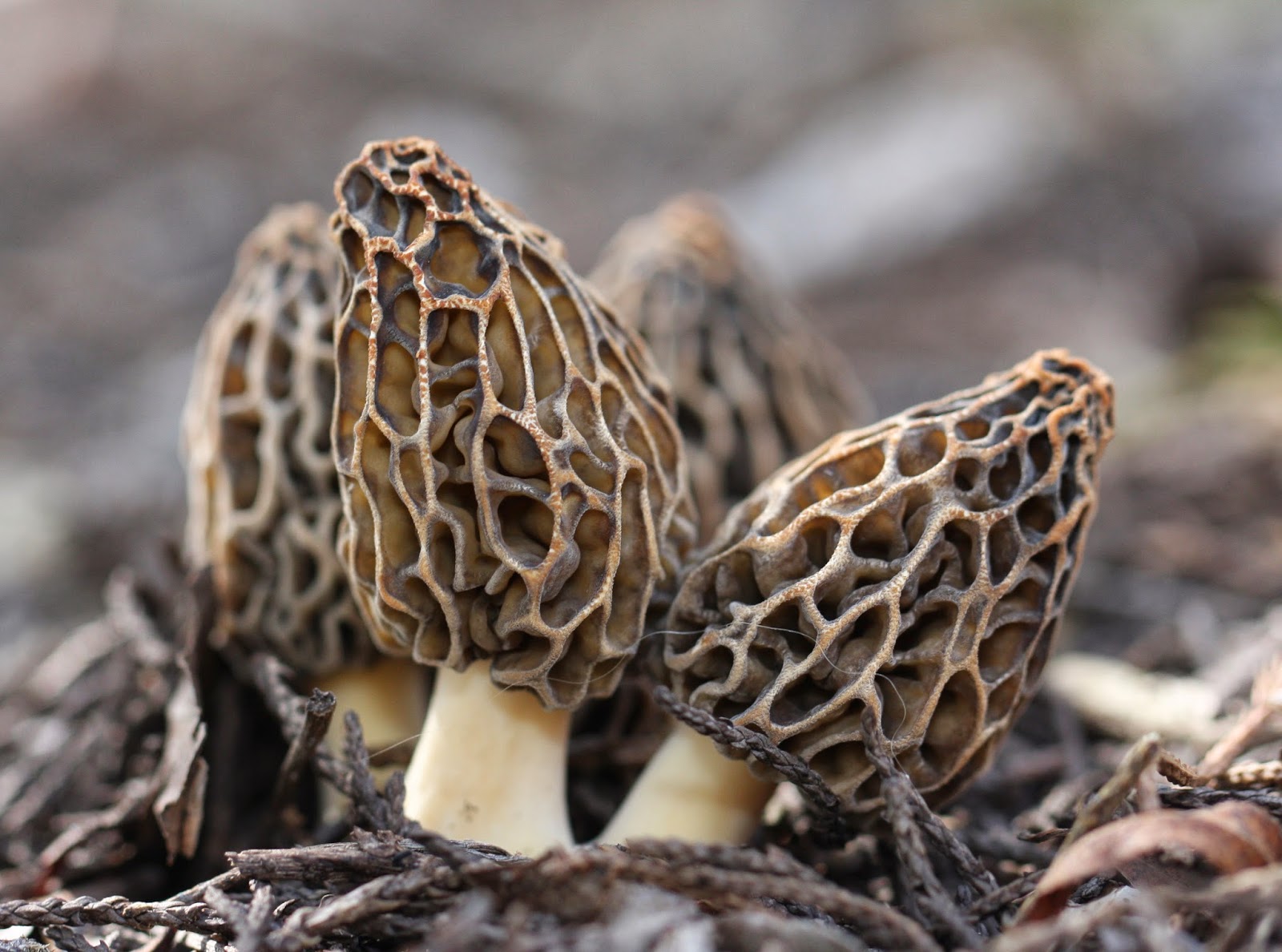 Morel With Meaning At Lisa Cunningham Blog