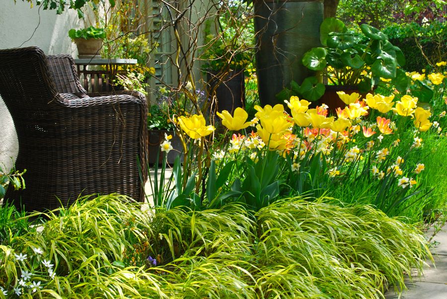 Another nice place for a sit to enjoy the tulip display which is beautifully edged with the yellow Japanese forest grass, Hakonechloa aureola.