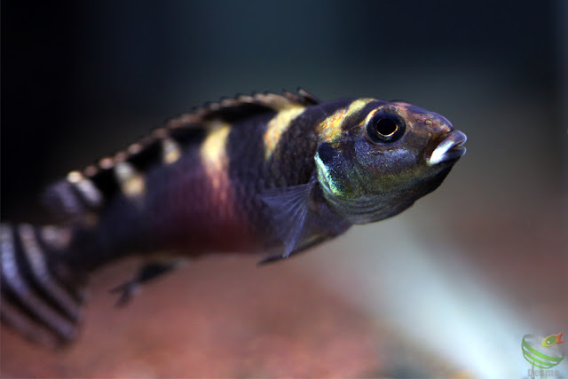 Nanochromis transvestitus / kongo