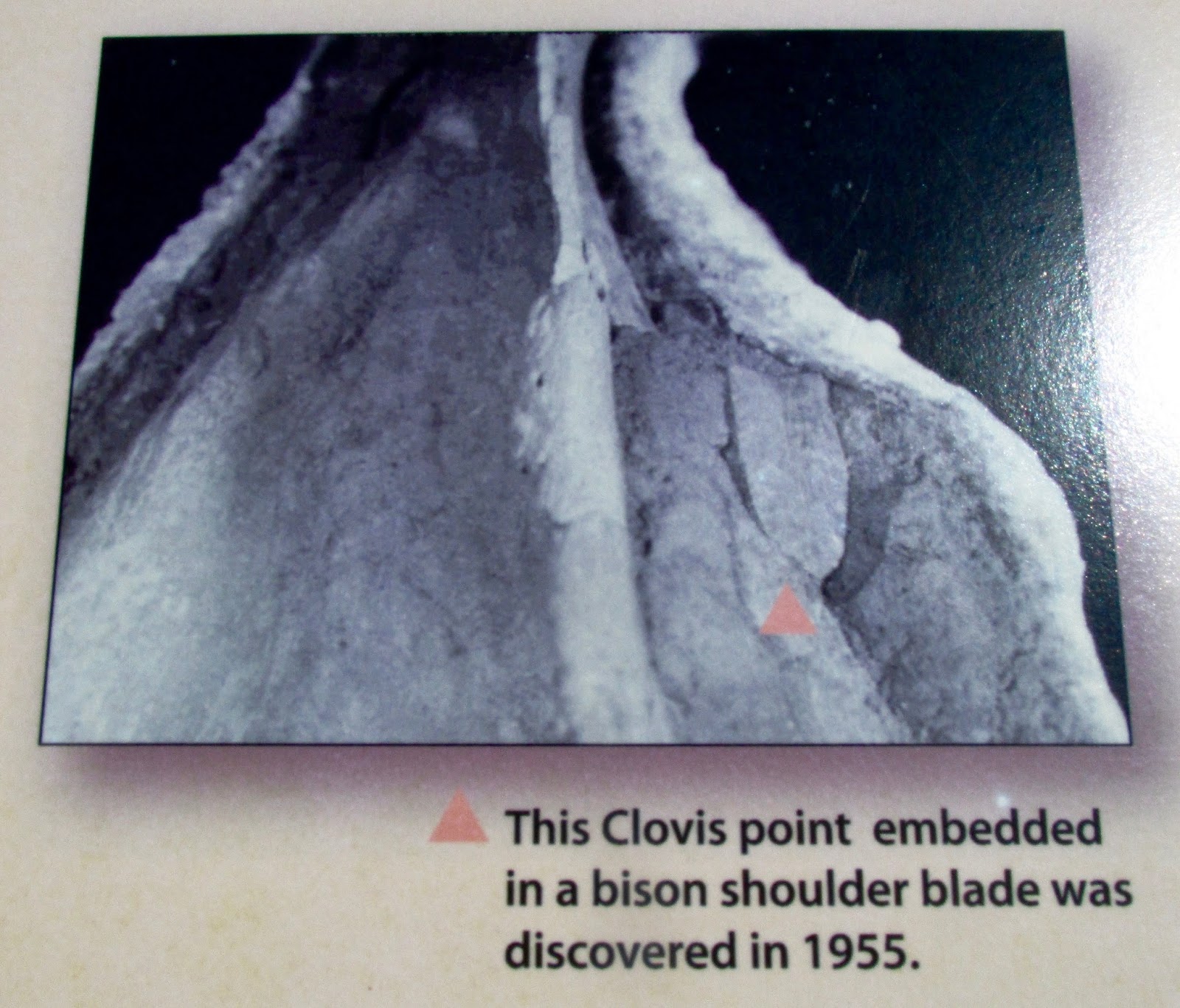 Wandering w/ Serenity Clovis Point