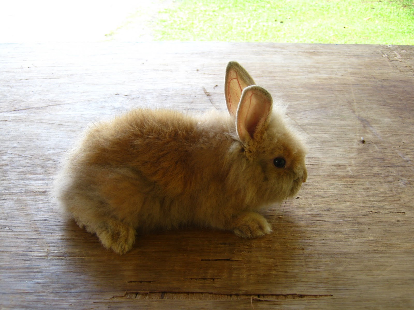 Seremban Rabbitry Baby bunnies for sale!!!!!!