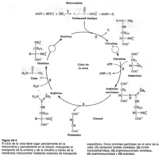 Prácticas para metabolismo de las lipoproteinas