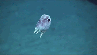 d454d79600919728790c258767110ab5.gif