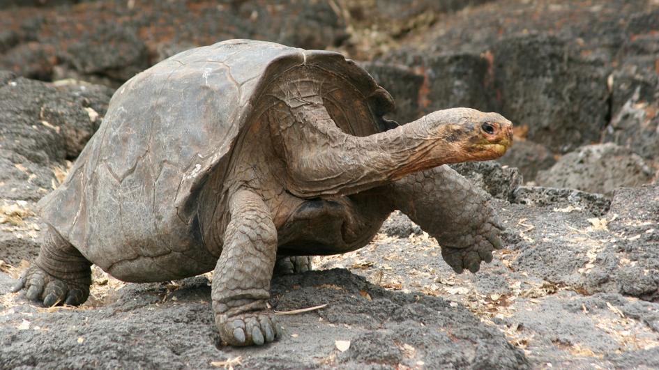 Worlds top 10 longest living animals