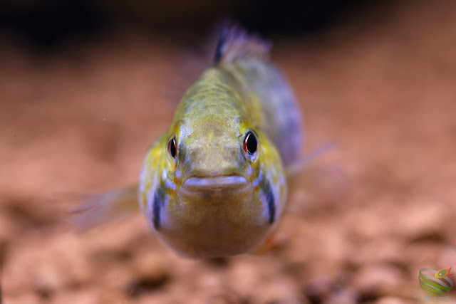 Apistogramma sp.Tame from Rio tame, 2016