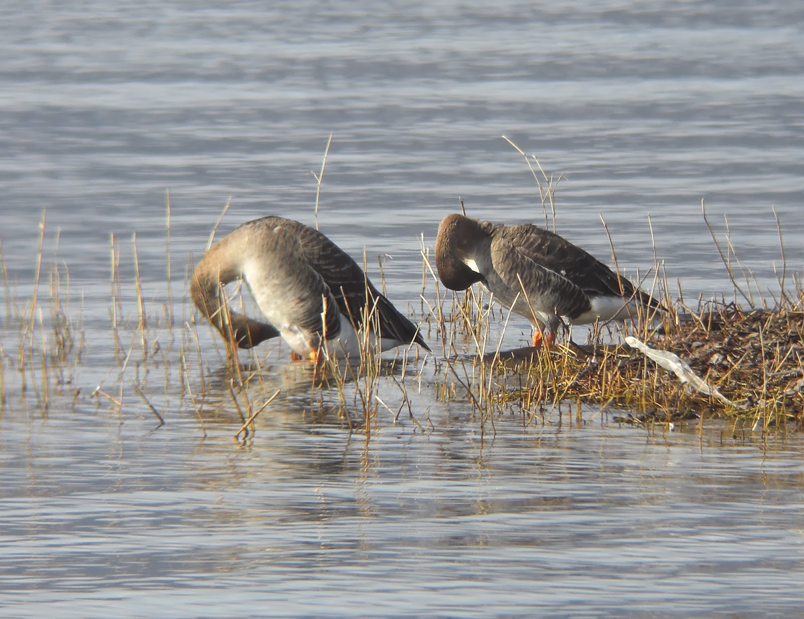 BIRDING Kyoto, Kansai and Japan Taiga (Middendorff's) Bean Goose on