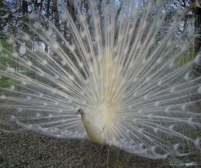 paunalbwhitepeacockpavorealblancoweißPfau