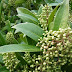 Nazar Panra - Skimmia Laureola - نظرپانڑہ