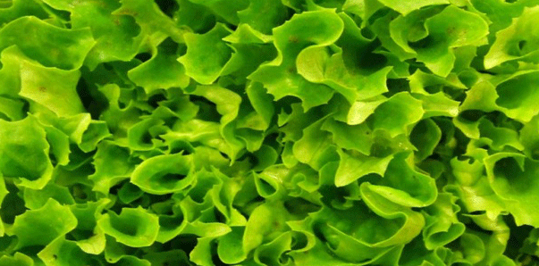lechuga