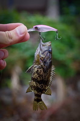 Ауха на Jackall Bros. Soul Shad 45SP Ауха на Jackall Bros. Soul Shad 45SP