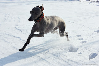 Italian Greyhounds winter