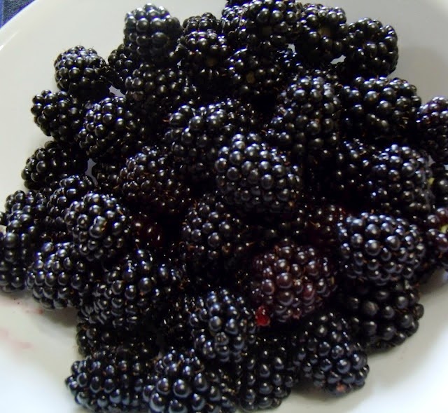 Organic Granny Thornless Blackberry Blessings