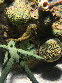 Fakieh Aquarium Jeddah