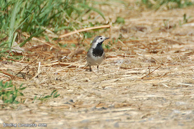 Cuereta blanca (Motacilla alba)