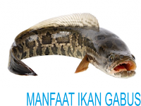 Manfaat Ikan Gabus Untuk Luka dan Cara Menglolahnya Manfaat Ikan Gabus Untuk Luka dan Cara Menglolahnya