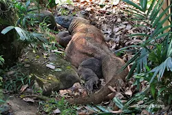 komodo kebun binatang ragunan jakarta
