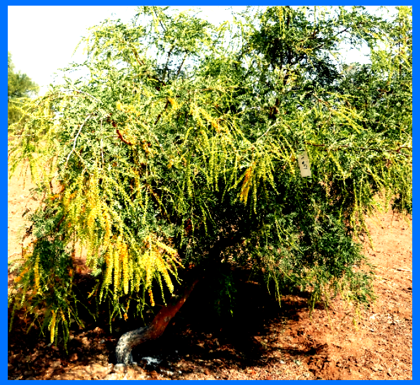 STATE TREE OF RAJASTHAN KHEJADI राजस्थान का राज्य वृक्ष खेजड़ी