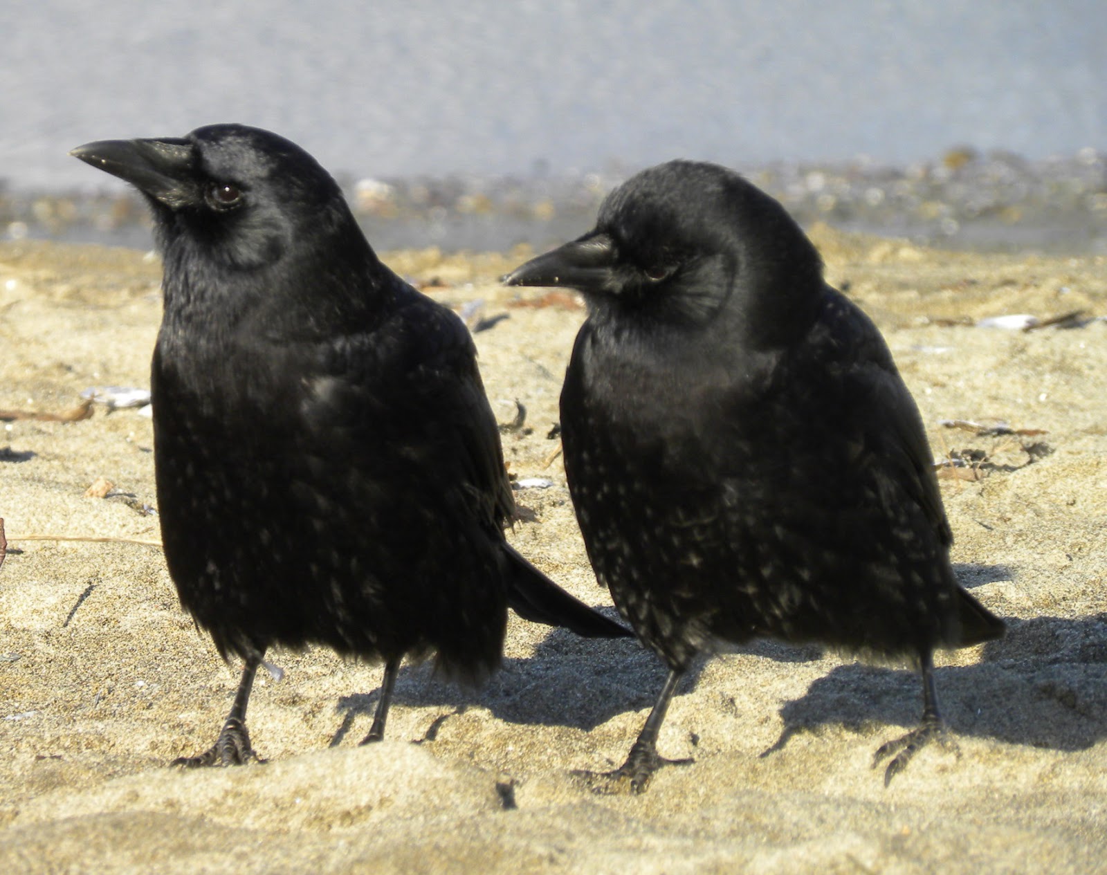 Collective Noun For A Group Of Crows 32