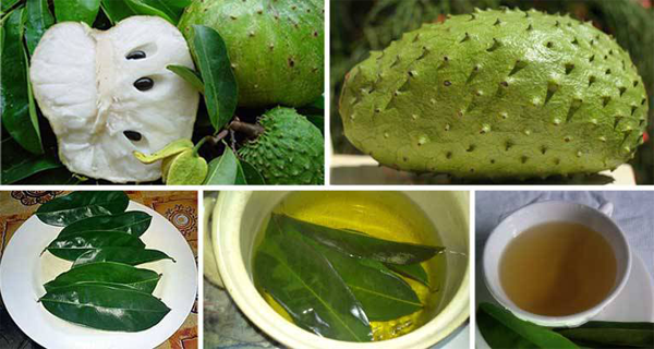 The Leaves of Soursop Are 1000 Times Stronger at Killing Cancer Cells Than Chemotherapy 