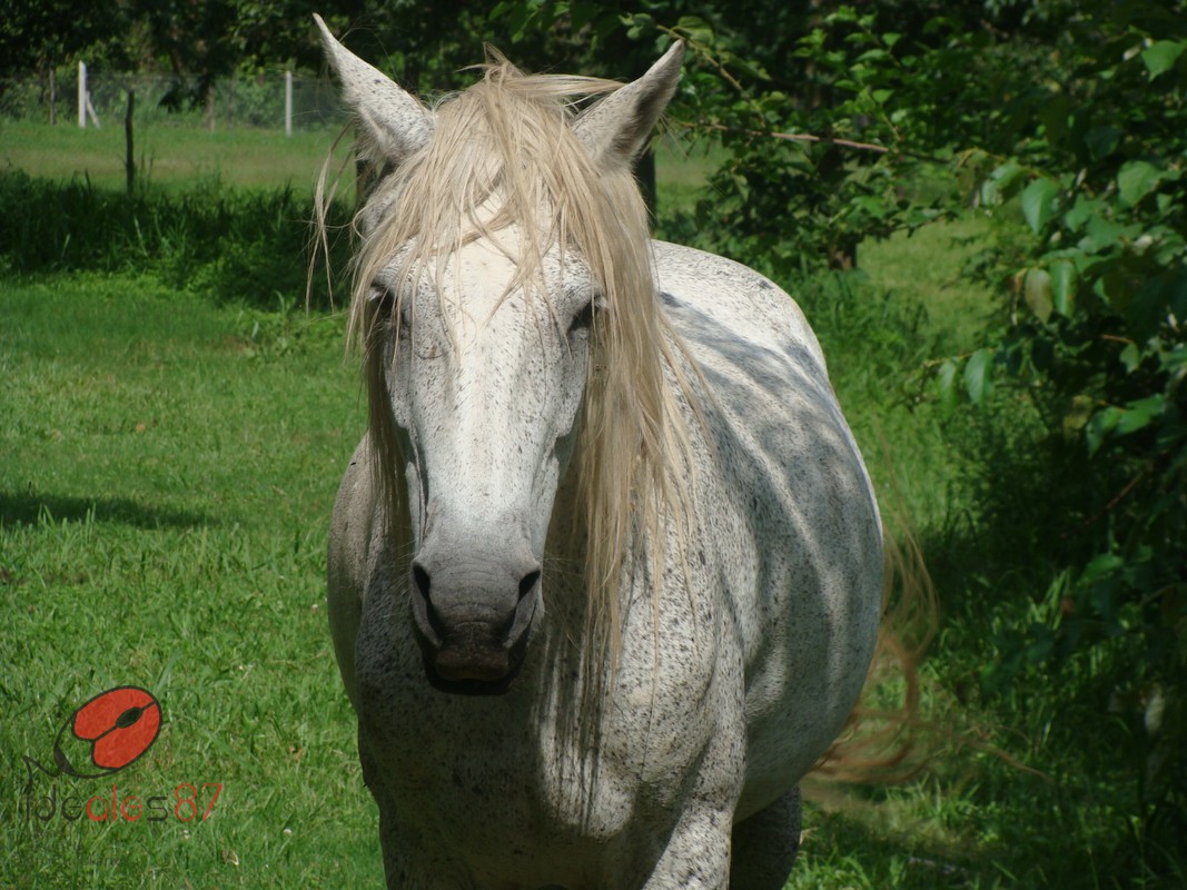 ideales87: de que color es el caballo blanco?