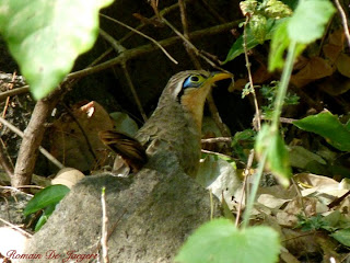 Nicaragua birds